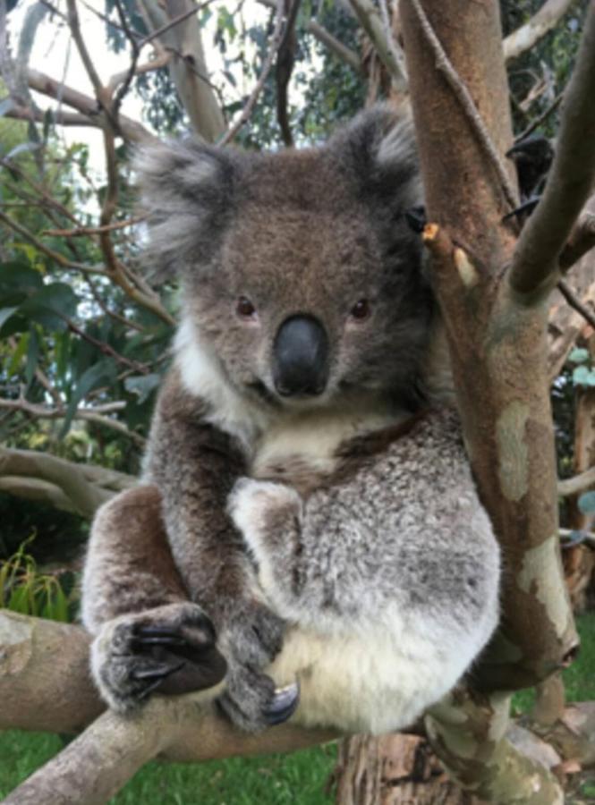 Great Ocean Road Wellness And Nature Stay Аполо Бей Екстериор снимка