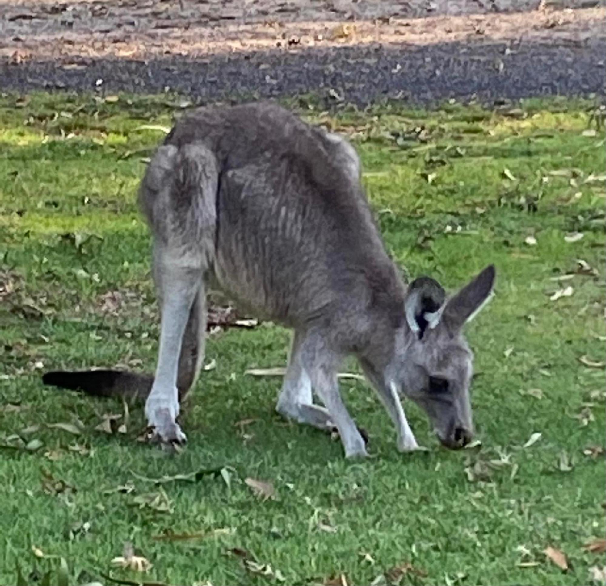 Great Ocean Road Wellness And Nature Stay Аполо Бей Екстериор снимка
